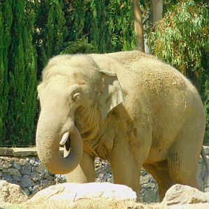 Winner the Bull Elephant