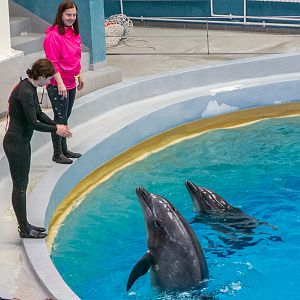 Pacific bottlenose dolphin / Tursiops truncatus gillii