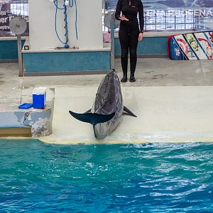 Pacific bottlenose dolphin / Tursiops truncatus gillii