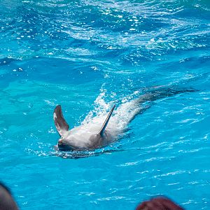 Pacific bottlenose dolphin / Tursiops truncatus gillii