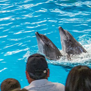 Pacific bottlenose dolphin / Tursiops truncatus gillii