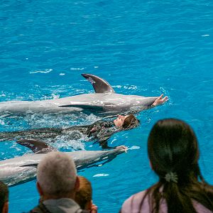 Pacific bottlenose dolphin / Tursiops truncatus gillii
