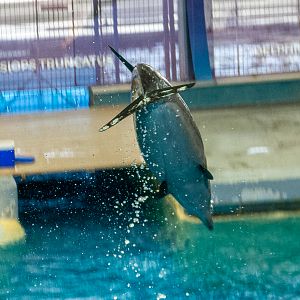 Pacific bottlenose dolphin / Tursiops truncatus gillii