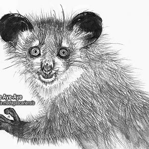 Aye-Aye drawing