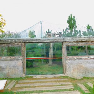 Raccoons and Silver Foxes