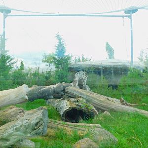 Eurasian Lynx Enclosure