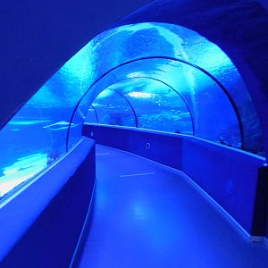 enterance of shark tunnel