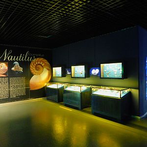 Shell display