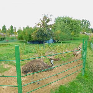 Emu and Wallaby Enclosure