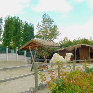 Camel Enclosure