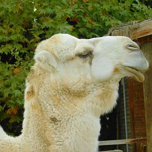 White camel