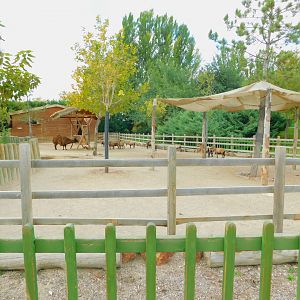 Llama and Cameroon Sheep Corral