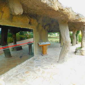 Indoor Viewing Display For Greater Rheas