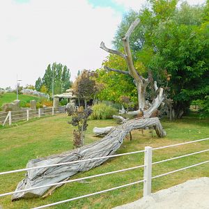 Greater Rhea Enclosure