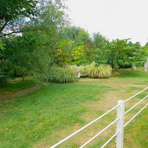 Greater Rhea Enclosure