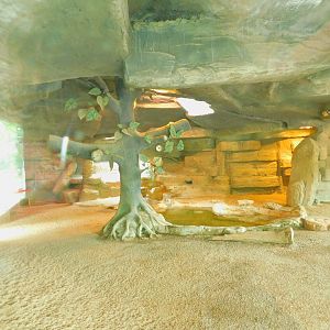 Capybara Indoor Enclosure