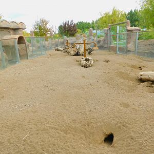 Meerkat Enclosure