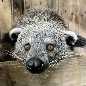 Rosie, Binturong