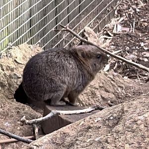 Baby Rock hyrax