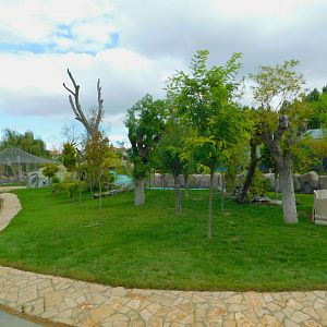 Ring-Tailed Lemur Islande