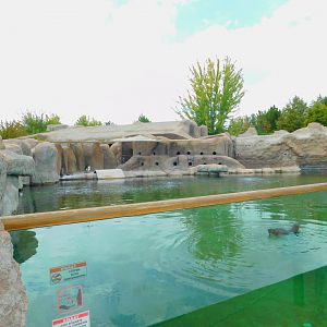 Humboldt Penguin Enclosure
