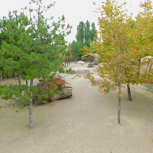 Part of Goitered Gazelle Enclosure