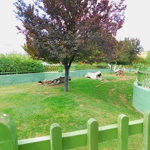 Feral Sheep/Mouflon Enclosure