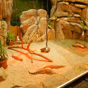 Crocodile Enclosure