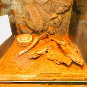 Caspian whip snake (?) enclosure