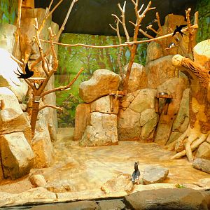 Trumpeter Hornbill Enclose