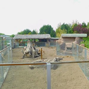 Meerkat Enclosure