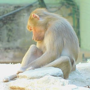 Hamadryas Baboon