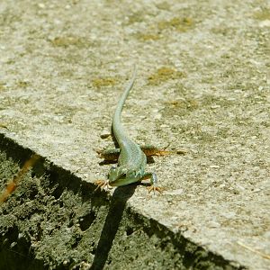 Wild Lizard