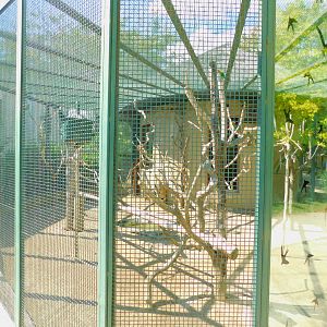 Fischer's Lovebird and Southern Red Bishop Enclosure
