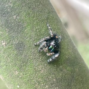 Bold Jumping Spider