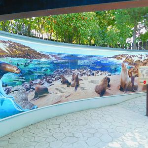 Cape Fur Seal Education Wall