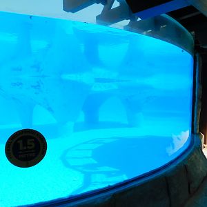 Seal Underwater Viewing Area