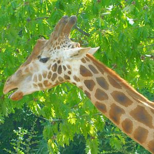 Rothschild's Giraffe