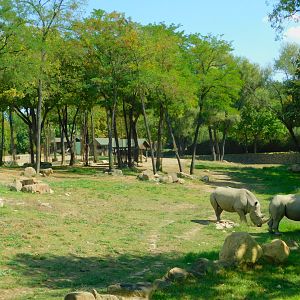 Rhinceros in the Savanna section