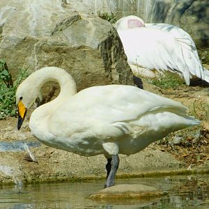 Whooper Swan