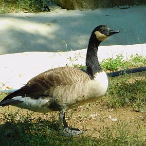 Canada Goose