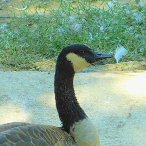 Canada Goose