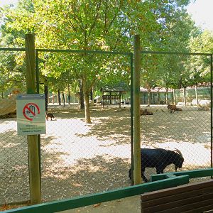 Fallow Deer Enclosure