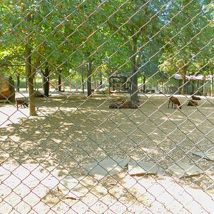 Fallow Deer Enclosure