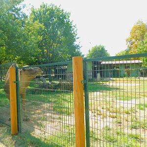 Dromedary enclosure
