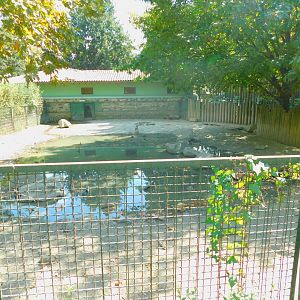 Wild Boar Enclosure