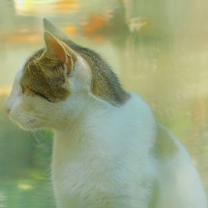 Cat which resides within the Wild Boar enclosure