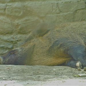 Eurasian Wild Boar