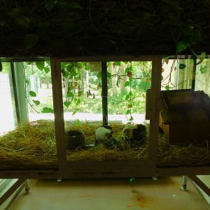Guinea Pigs in the South America House