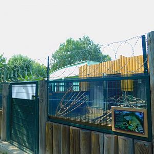 Iguana hatchling enclosure